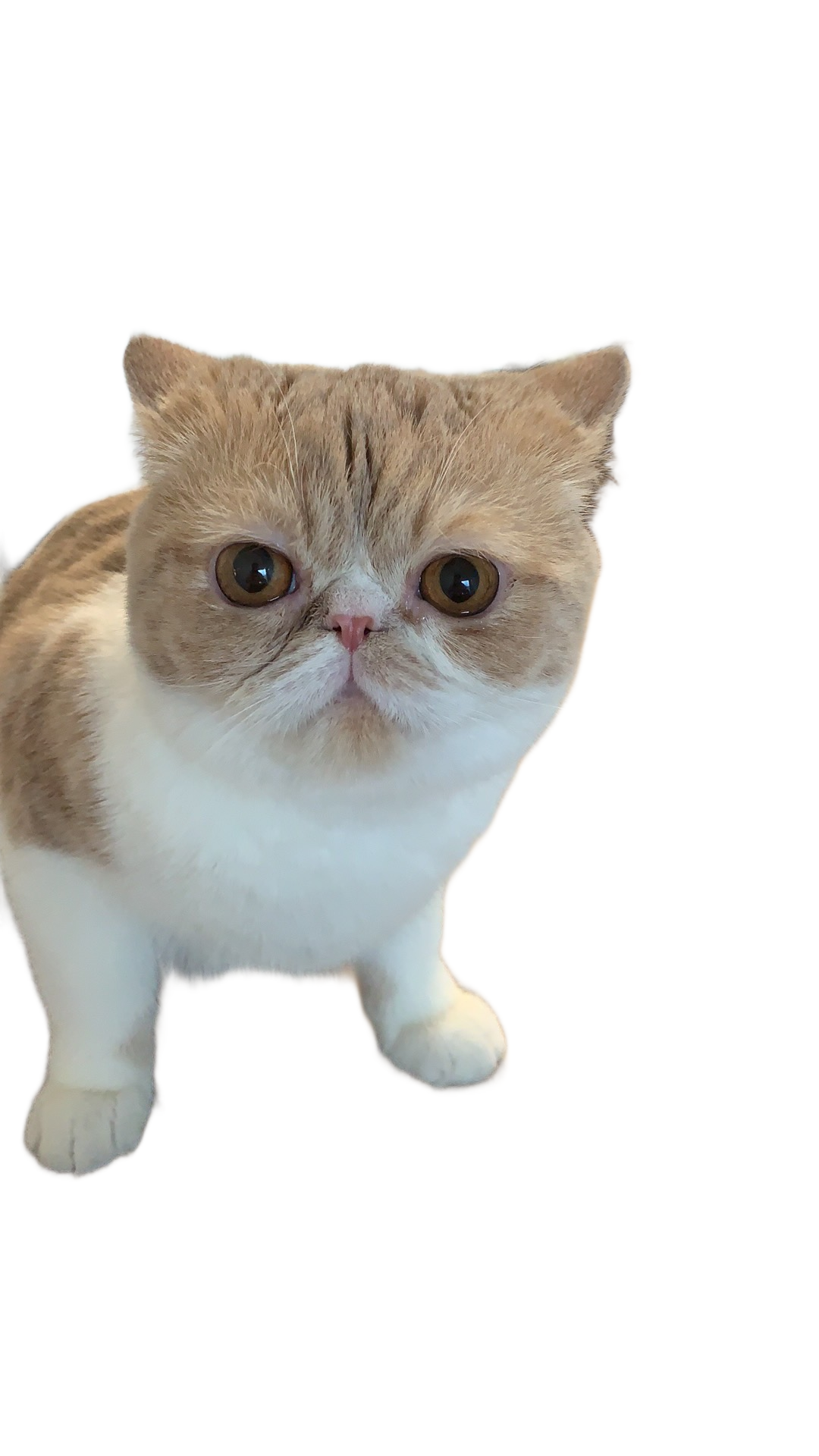Background removed
